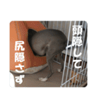 看板犬ラル（個別スタンプ：22）