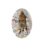 うさぎと猫の球ちゃんペット（個別スタンプ：11）