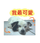 Happy Dogs Club:Real（個別スタンプ：1）