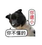 Happy Dogs Club:Real（個別スタンプ：5）