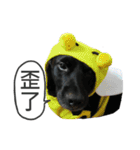 Happy Dogs Club:Real（個別スタンプ：12）