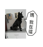 Happy Dogs Club:Real（個別スタンプ：14）