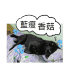 Happy Dogs Club:Real（個別スタンプ：16）