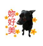 Happy Dogs Club:Real（個別スタンプ：21）