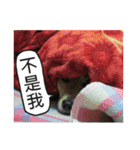 Happy Dogs Club:Real（個別スタンプ：26）