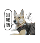 Happy Dogs Club:Real（個別スタンプ：27）