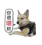 Happy Dogs Club:Real（個別スタンプ：28）