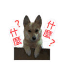 Happy Dogs Club:Real（個別スタンプ：31）