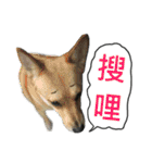 Happy Dogs Club:Real（個別スタンプ：32）