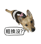 Happy Dogs Club:Real（個別スタンプ：34）