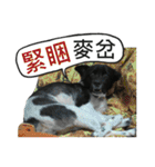 Happy Dogs Club:Real（個別スタンプ：35）