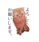 猫のとらぽんスタンプ（個別スタンプ：1）