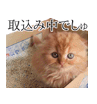 猫のとらぽんスタンプ（個別スタンプ：2）