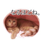 猫のとらぽんスタンプ（個別スタンプ：8）