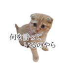 猫のとらぽんスタンプ（個別スタンプ：12）