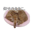 猫のとらぽんスタンプ（個別スタンプ：23）