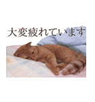 猫のとらぽんスタンプ（個別スタンプ：26）