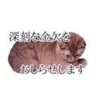 猫のとらぽんスタンプ（個別スタンプ：31）