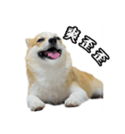 corgi Q BEE's daily（個別スタンプ：1）
