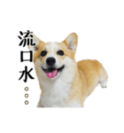 corgi Q BEE's daily（個別スタンプ：2）