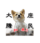 corgi Q BEE's daily（個別スタンプ：3）