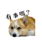 corgi Q BEE's daily（個別スタンプ：4）