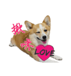 corgi Q BEE's daily（個別スタンプ：5）