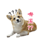 corgi Q BEE's daily（個別スタンプ：6）