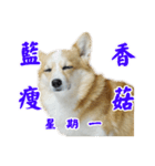 corgi Q BEE's daily（個別スタンプ：7）