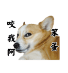 corgi Q BEE's daily（個別スタンプ：8）