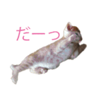 ハッピーCAT（個別スタンプ：16）