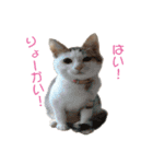 ハッピーCAT（個別スタンプ：23）