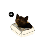 Pudding ＆ Sesame 's Life（個別スタンプ：1）