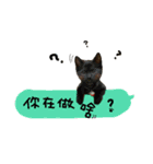 Pudding ＆ Sesame 's Life（個別スタンプ：9）