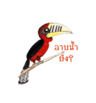 Picky Hornbill（個別スタンプ：2）