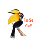 Picky Hornbill（個別スタンプ：3）