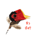 Picky Hornbill（個別スタンプ：5）