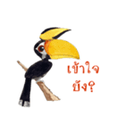 Picky Hornbill（個別スタンプ：10）