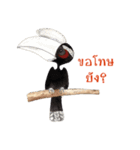Picky Hornbill（個別スタンプ：15）