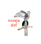 Picky Hornbill（個別スタンプ：16）