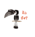Picky Hornbill（個別スタンプ：17）