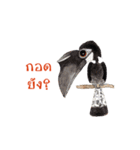 Picky Hornbill（個別スタンプ：19）