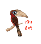 Picky Hornbill（個別スタンプ：21）