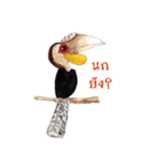 Picky Hornbill（個別スタンプ：22）