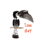 Picky Hornbill（個別スタンプ：23）