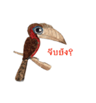 Picky Hornbill（個別スタンプ：24）