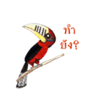 Picky Hornbill（個別スタンプ：25）