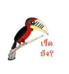 Picky Hornbill（個別スタンプ：30）