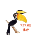 Picky Hornbill（個別スタンプ：32）