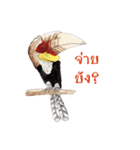 Picky Hornbill（個別スタンプ：33）